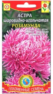 Астра шаровидно-игольчатая Розамунда