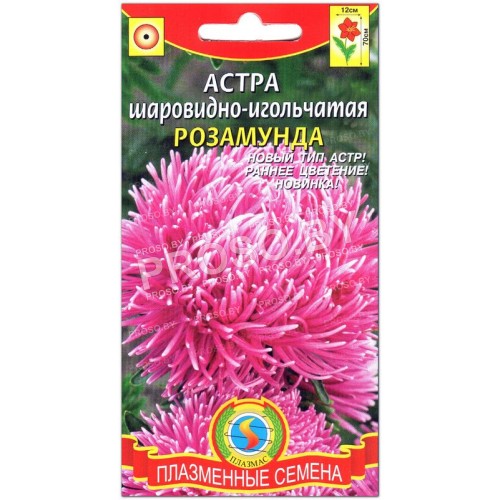 Астра шаровидно-игольчатая Розамунда