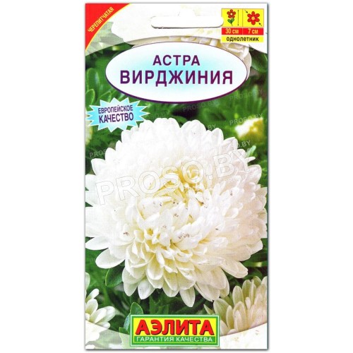 Астра Вирджиния-1