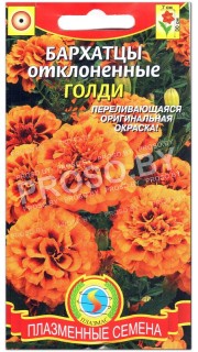 Бархатцы отклоненные Голди