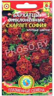 Бархатцы отклоненные Скарлет София