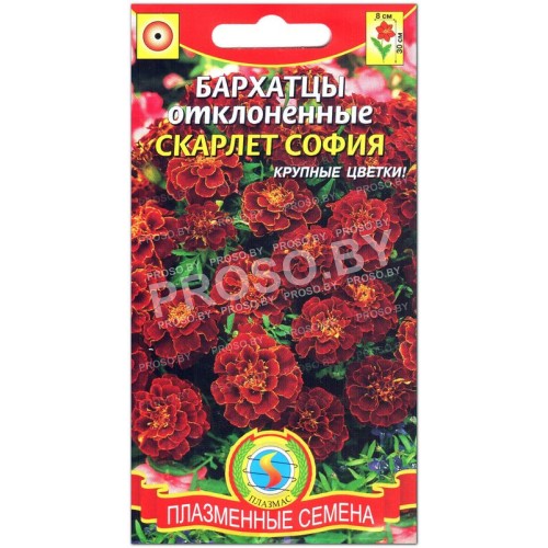 Бархатцы отклоненные Скарлет София