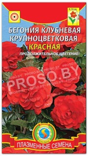 Бегония клубневая Красная