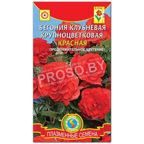 Бегония клубневая Красная
