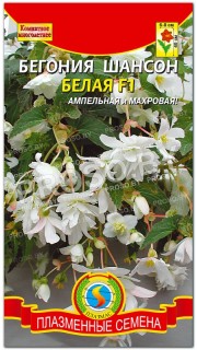 Бегония Шансон белая F1