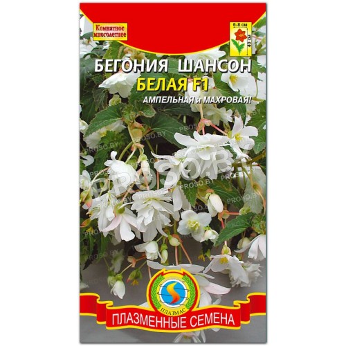 Бегония Шансон белая F1