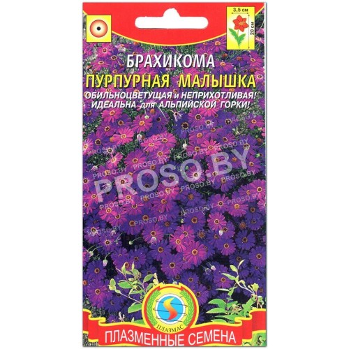 Брахикома Пурпурная малышка