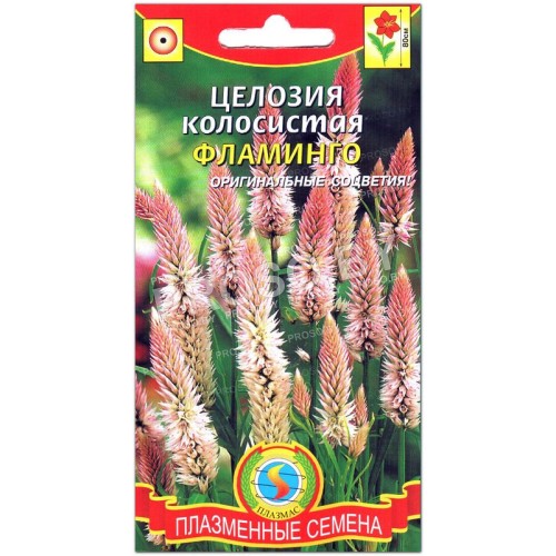 Целозия колосистая Фламинго-1
