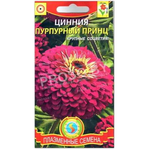 Цинния Пурпурный принц-1