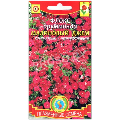 Флокс друммонда Малиновый джем