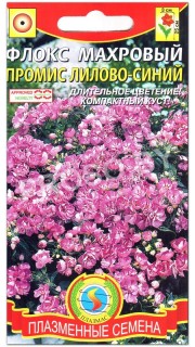 Флокс махровый Промис лилово-синий