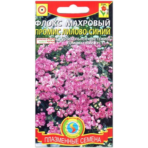 Флокс махровый Промис лилово-синий