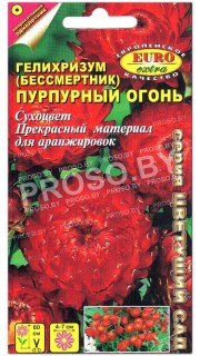 Гелихризум Пурпурный огонь