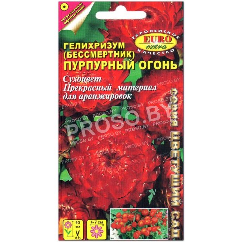 Гелихризум Пурпурный огонь