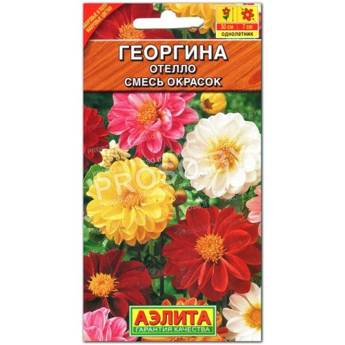 Георгина Отелло, смесь-1