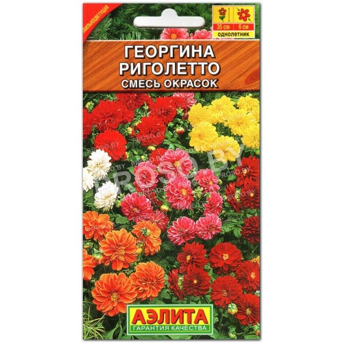 Георгина Риголетто, смесь