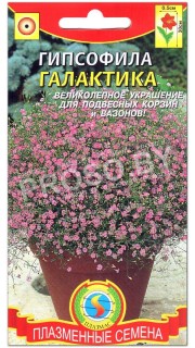 Гипсофила Галактика