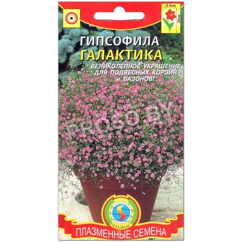 Гипсофила Галактика