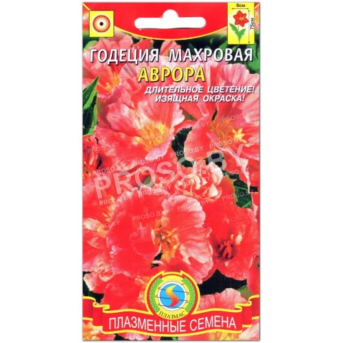 Годеция махровая Аврора