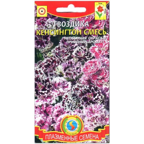 Гвоздика Кенсингтон смесь