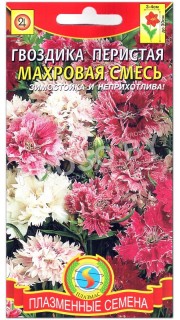 Гвоздика перистая Махровая смесь