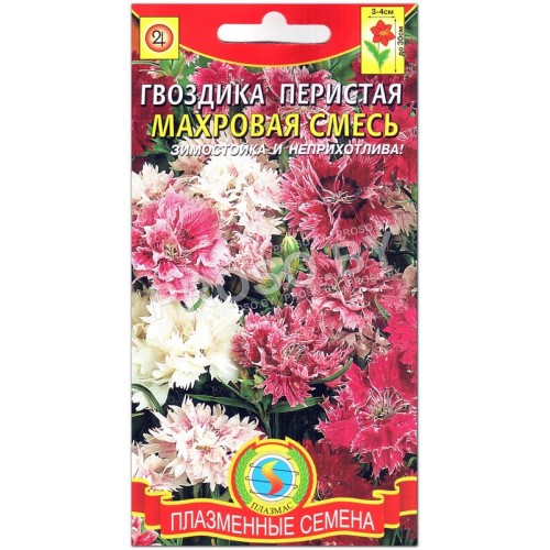 Гвоздика перистая Махровая смесь