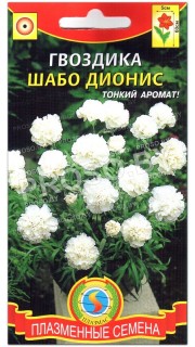 Гвоздика Шабо Дионис
