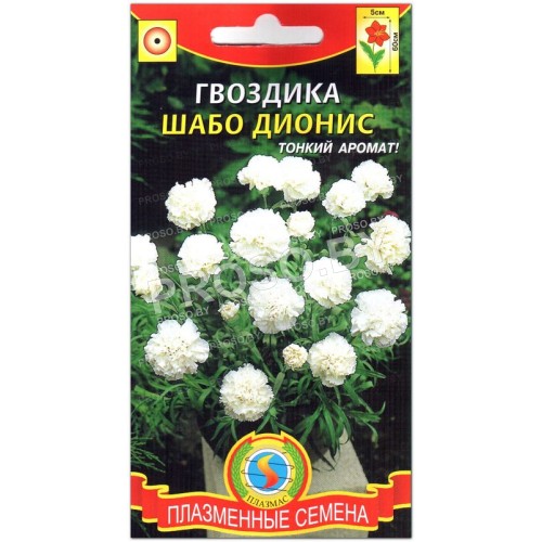 Гвоздика Шабо Дионис