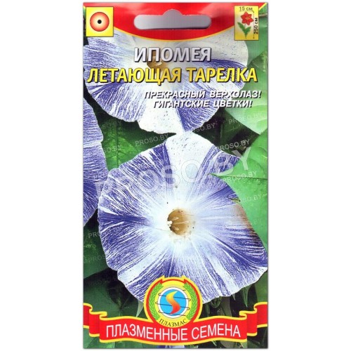 Ипомея Летающая тарелка-1