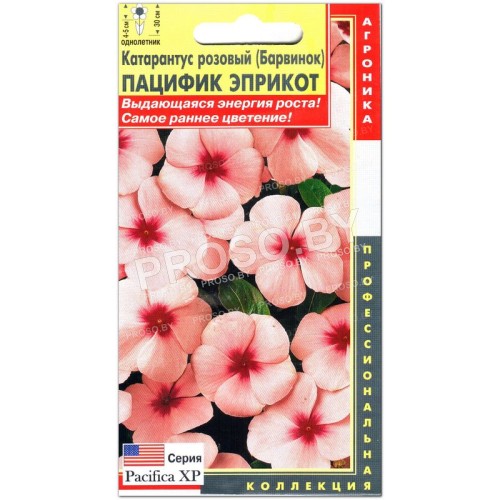 Катарантус розовый Пацифик эприкот