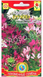 Клеома Кружева, смесь