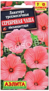 Лаватера трехмесячная Серебряная чаша