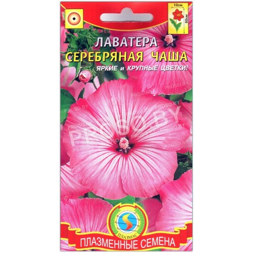 Лаватера трехмесячная Серебряная чаша-1