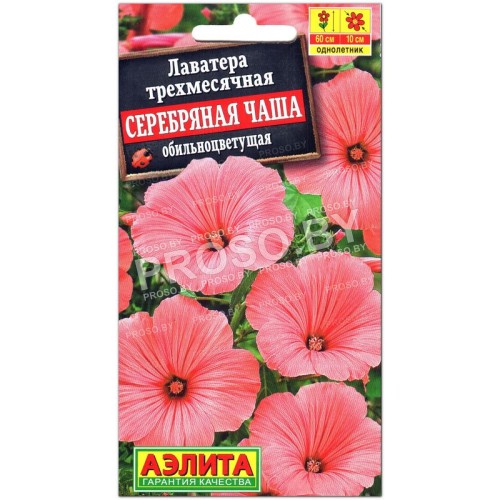 Лаватера трехмесячная Серебряная чаша
