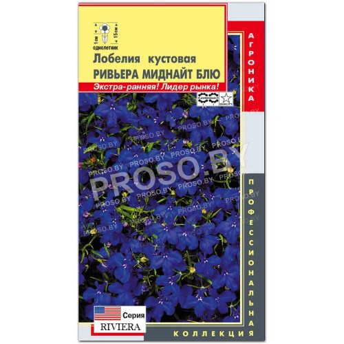 Лобелия кустовая Ривьера миднайт блю (riviera midnight blue) F1