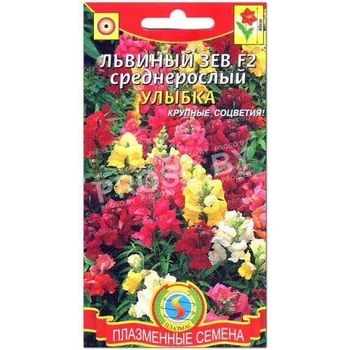 Львиный зев среднерослый Улыбка F2