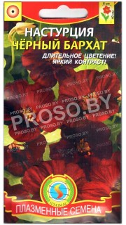 Настурция Черный бархат