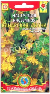 Настурция иноземная Канарская лиана