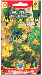 Настурция иноземная Канарская лиана