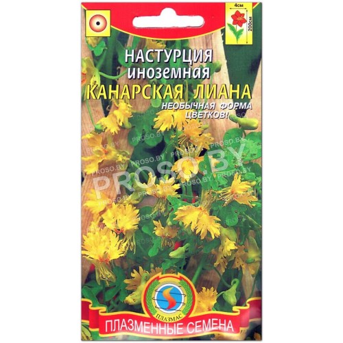 Настурция иноземная Канарская лиана
