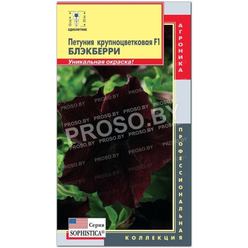 Петуния крупноцветковая Блэкберри F1, серия Sophistica