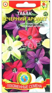 Табак душистый Вечерний аромат