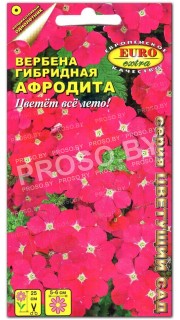 Вербена Афродита