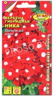 Вербена Ника