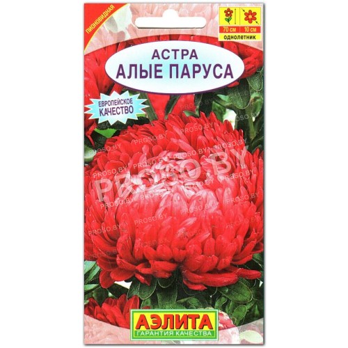Астра Алые паруса