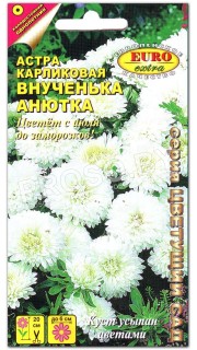 Астра карликовая Внученька Анютка