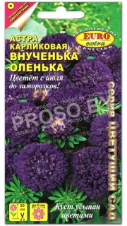 Астра карликовая Внученька Оленька