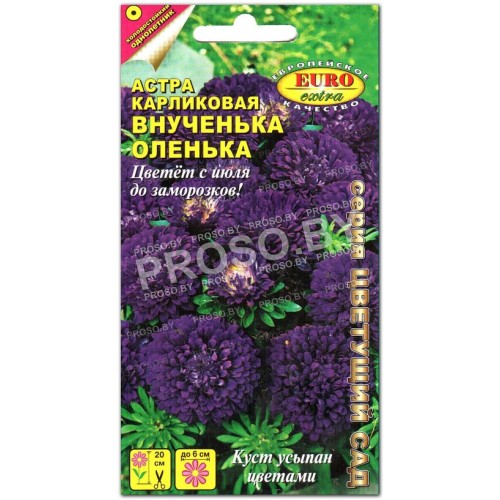 Астра карликовая Внученька Оленька
