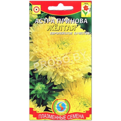 Астра Принова желтая