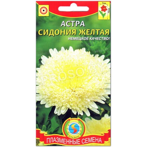 Астра Сидония желтая